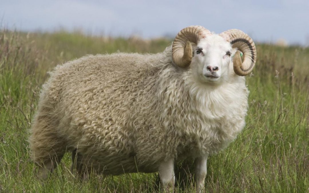 Eid ul-Adha Slaughter – How and Why